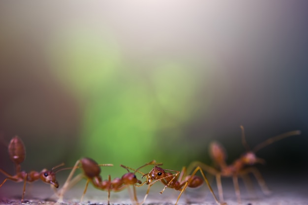 Portrait der Ameisen mit Bokeh Hintergrund