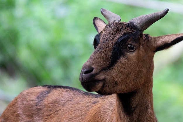 Portrait der braunen Ziege im Zoo