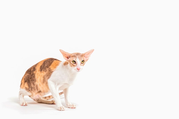 Foto portrait der katze des aufmerksamen kornischen rex getrennt auf weißem hintergrund