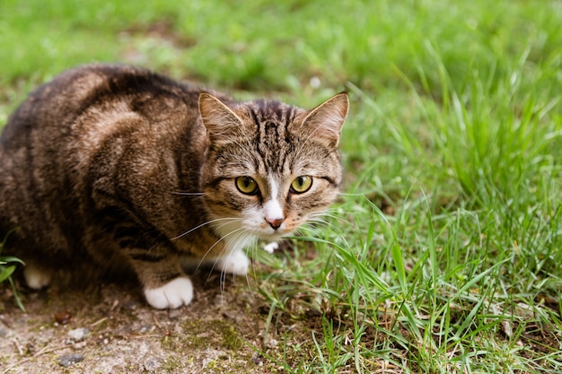 Portrait der Katze schauend