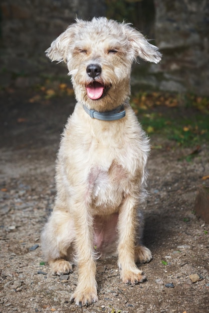 Foto portrait des alten struppigen hundes