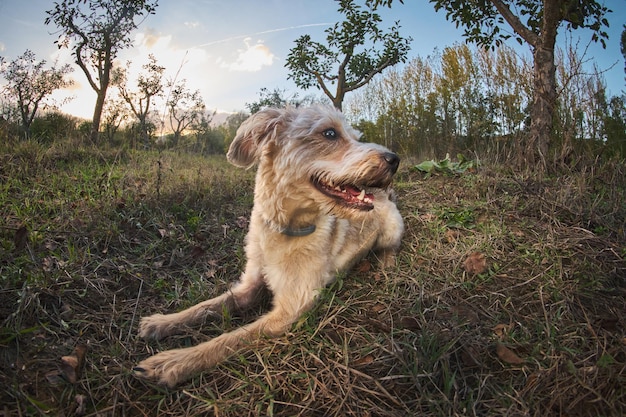 Foto portrait des alten struppigen hundes