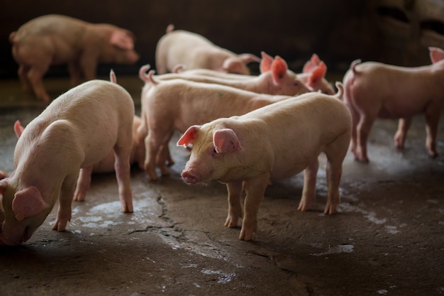 Portrait des jungen Schweins