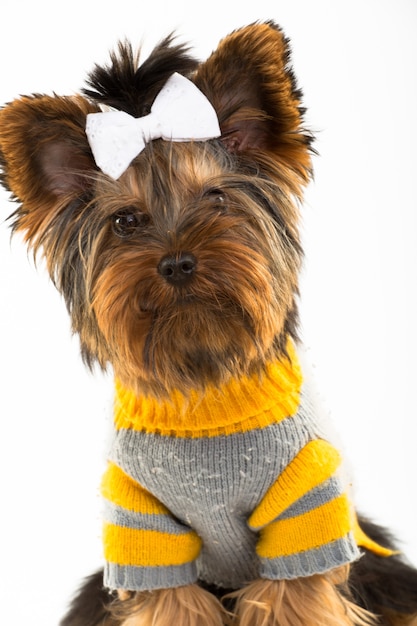 Portrait des jungen Yorkshires Terrier