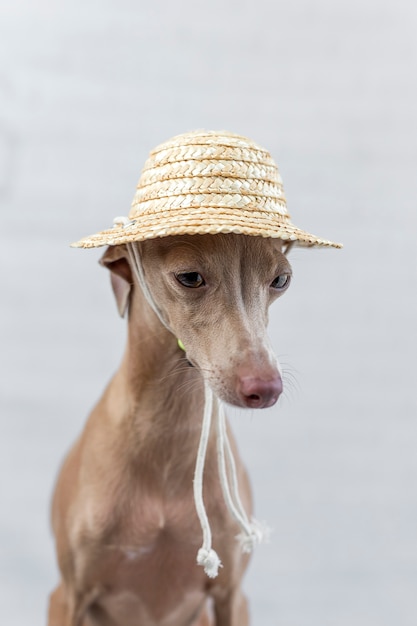 Portrait des kleinen Hundes des italienischen Windhunds. Hut