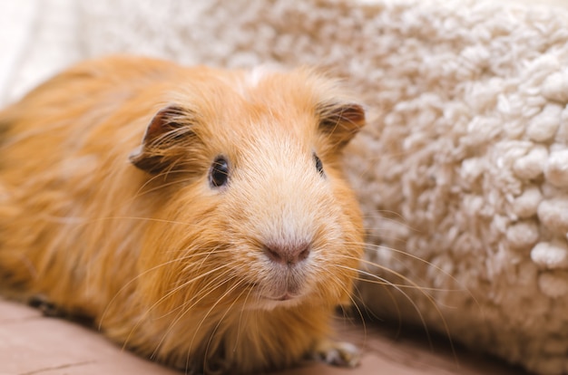 Portrait des netten roten Meerschweinchens