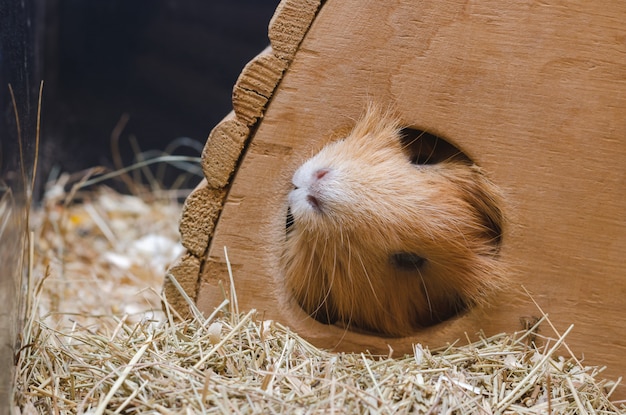 Portrait des netten roten Meerschweinchens