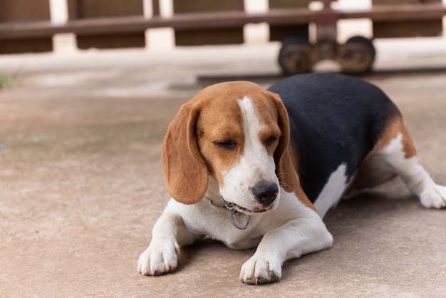 Portrait des netten Welpenspürhunds