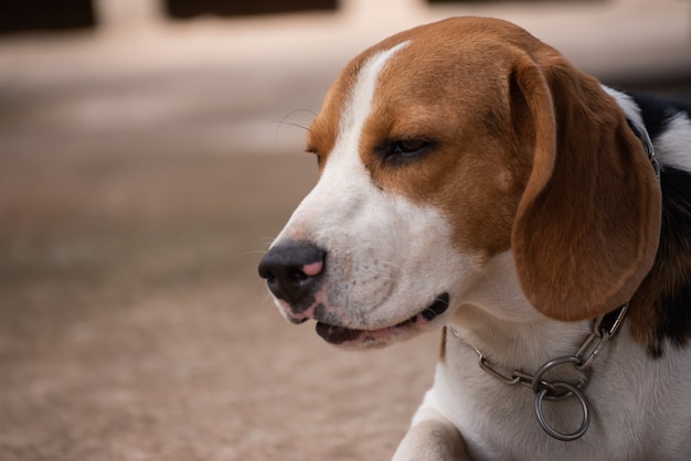 Portrait des netten Welpenspürhunds