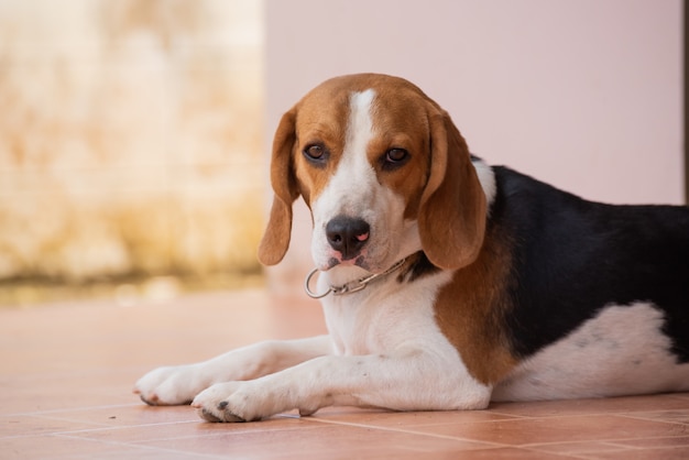 Portrait des netten Welpenspürhunds