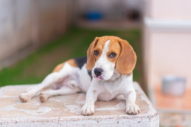 Portrait des netten Welpenspürhunds