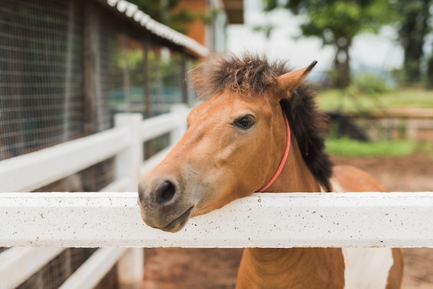 Portrait des Ponyfohlens im Bauernhof