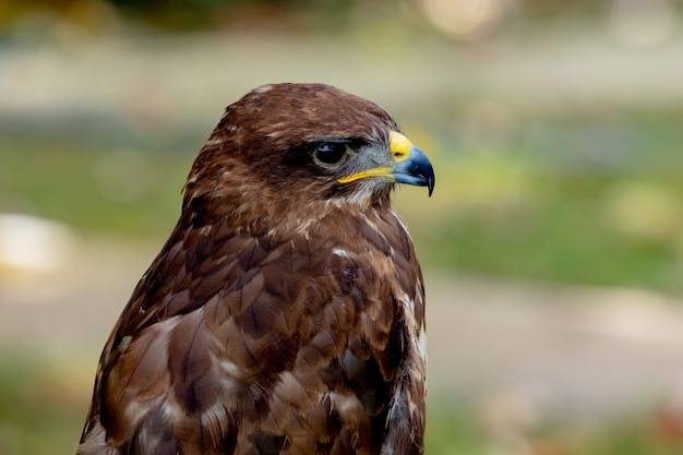 Portrait des Raubvogels