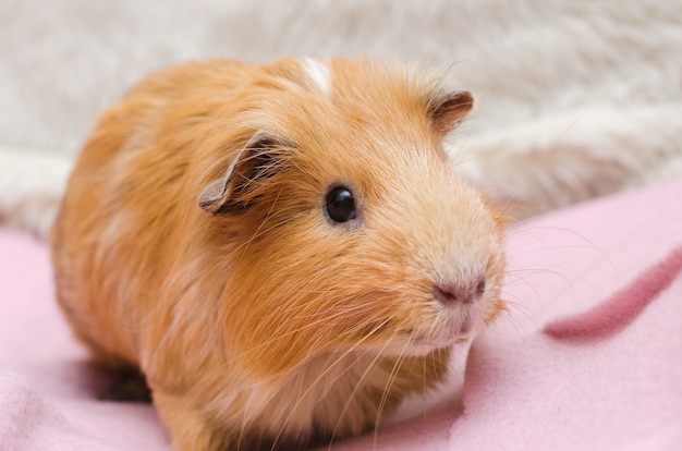 Portrait des roten Meerschweinchens.