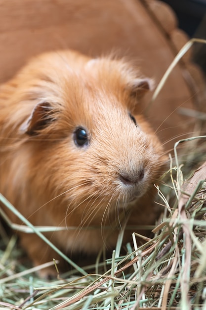 Portrait des roten Meerschweinchens.