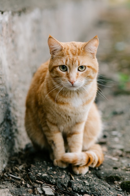 Portrait des roten vorangegangenen Katzeschauens