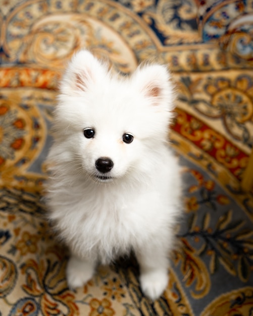 Portrait des Samoyedhündchens