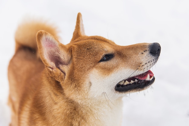 Portrait des schönen gebürtigen reinrassigen Hundes. Shiba Inu, das auf das schneebedeckte Feld geht