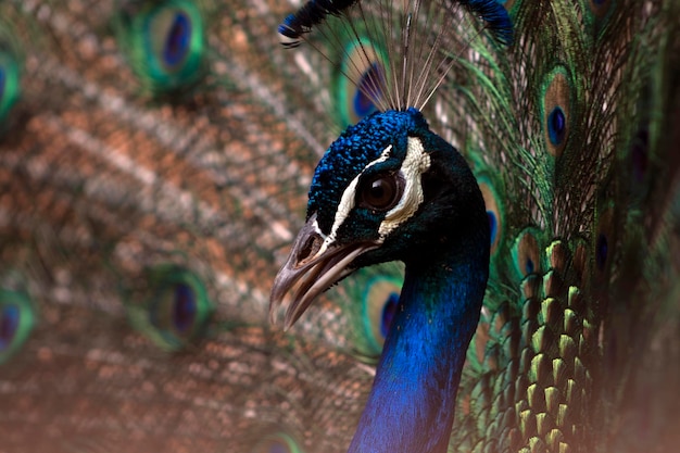 Portrait des schönen Pfaus mit Federn heraus hell Vogel