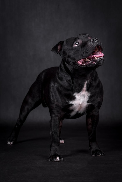 Portrait des schwarzen Staffordshire Bullterrier-Hundes