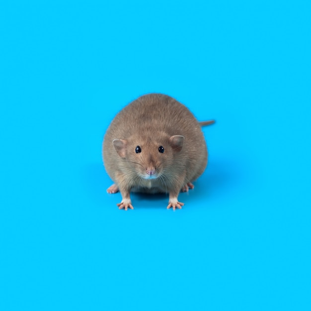 Portrait einer inländischen Ratte auf Blau