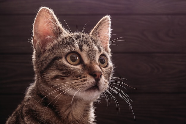 Portrait einer jungen Katze