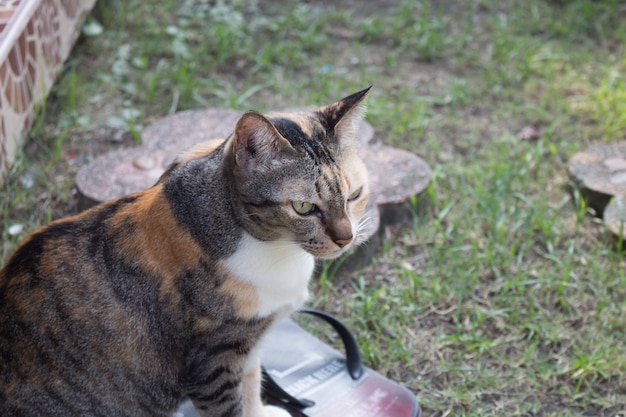 Portrait einer Katze auf grünem Hintergrund