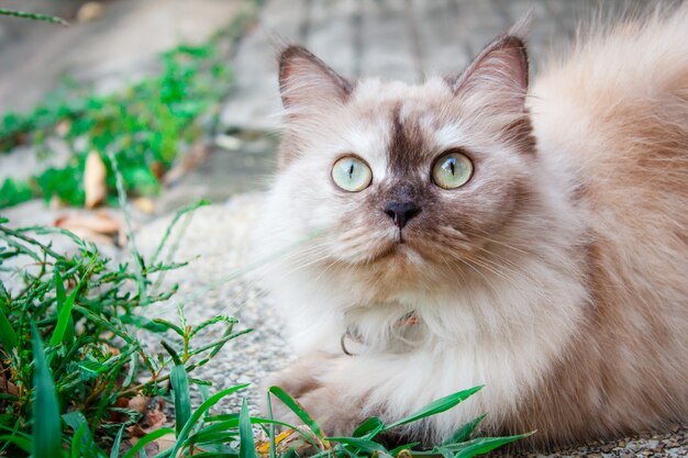 Portrait einer Katze im Freien im Garten.