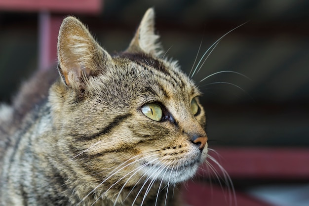 Portrait einer Katze