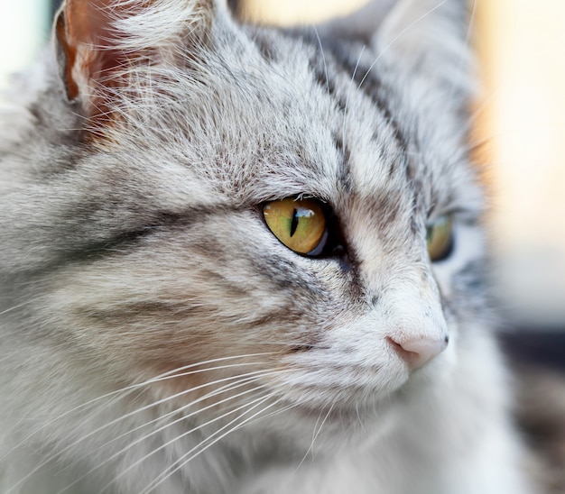 Portrait einer schönen langhaarigen Katze