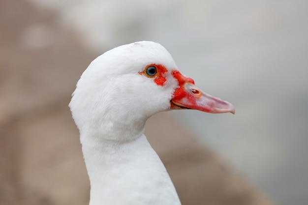 Portrait einer weißen Gans