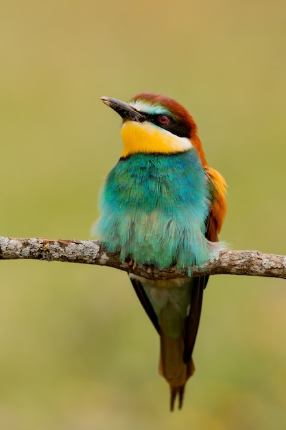 Portrait eines bunten Vogels