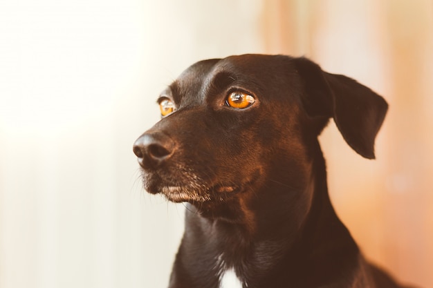 Portrait eines herrlichen und netten schwarzen Hundes. Hintergrund verschwommen Profilbild