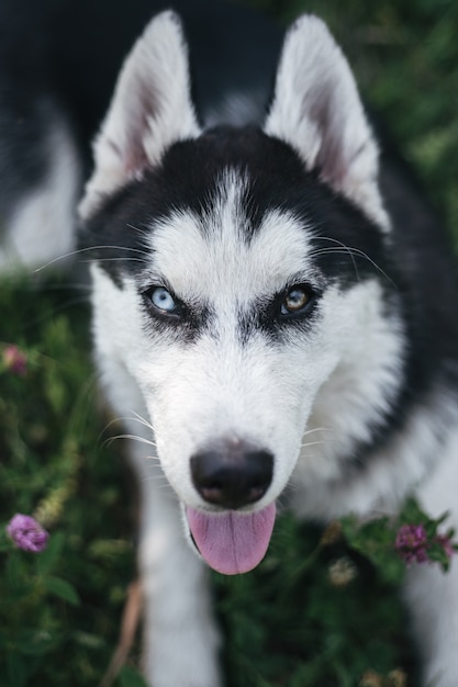 Portrait eines Hundes. Husky mit blauen und braunen Augen aufgrund von Heterochromie. Mehrfarbige Augen im Tier.