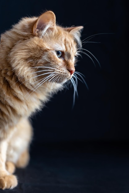 Portrait eines Ingwerkätzchens im Profil auf einem schwarzen Hintergrund