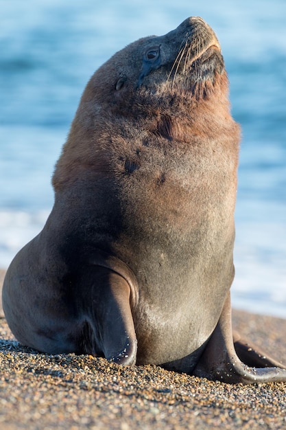 Portrait eines männlichen Seelöwen am Strand