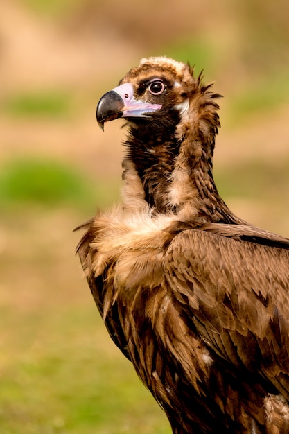 Portrait eines schwarzen Geiers