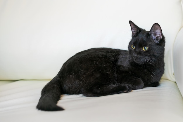 Portrait gemeinsame europäische schwarze Katze mit grünen Augen gegen ein weißes Sofa Horror-Atmosphäre und Halloween-Konzept Schauen Sie sich den Panther und die Augen der Hexe an FLACHES GLÜCK UND SCHALTER