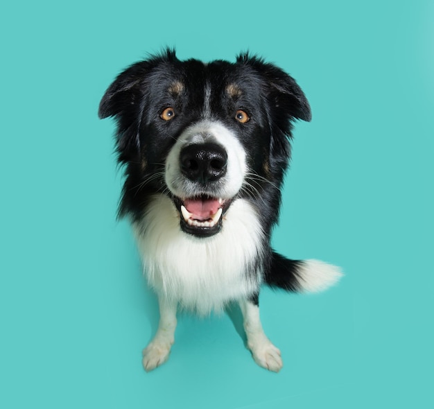 Portrait glücklich lächelnder Border-Collie-Hund, der isoliert auf blauem Hintergrund sitzt und nach oben schaut