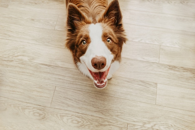 Portrait glücklicher brauner Border Collie Hund gegen Holzparkett