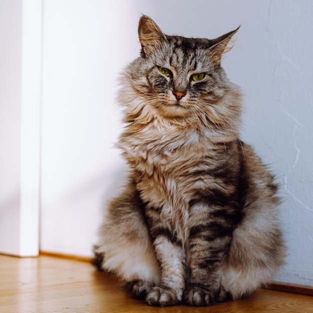 Portrait graue, flauschige Katze mit gestreiften Pfoten Maine Coon-Rasse, die in der Sonne auf Parkettboden sitzt