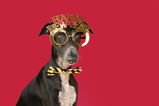 Portrait Greyhound Hund feiert Neujahr mit einem Kostüm isoliert auf rotem oder magentafarbenem Hintergrund