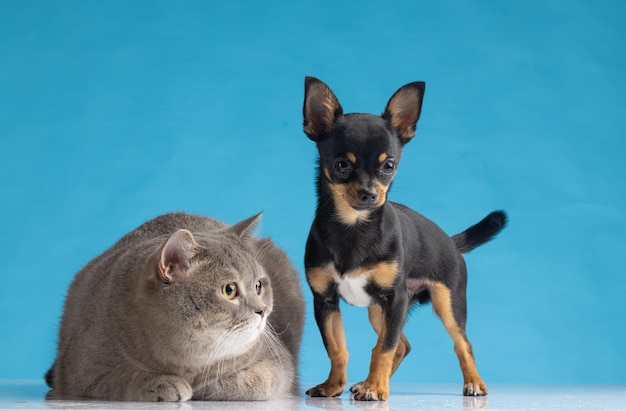 Portrait Hund und Katze suchen Seite isoliert auf blauem Pastellhintergrund