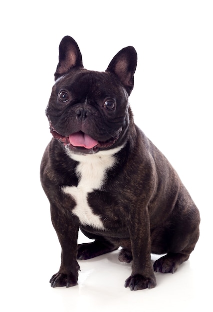 Portrait im Studio einer netten Bulldogge