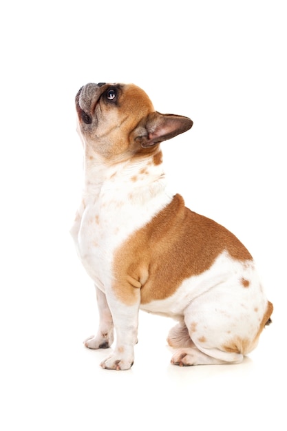 Portrait im Studio einer netten Bulldogge