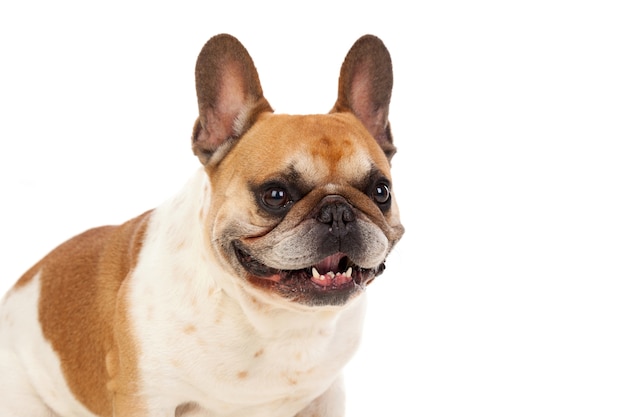 Portrait im Studio einer netten Bulldogge