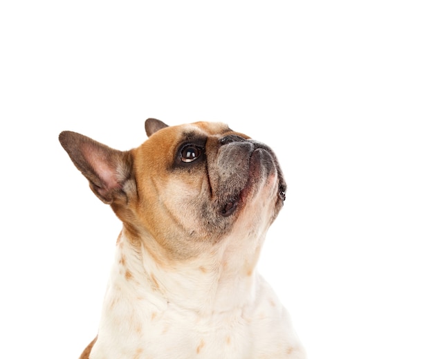 Portrait im Studio einer netten Bulldogge