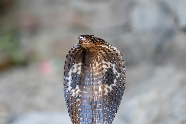 Portrait indische Kobraschlange in Rishikesh Indien hautnah