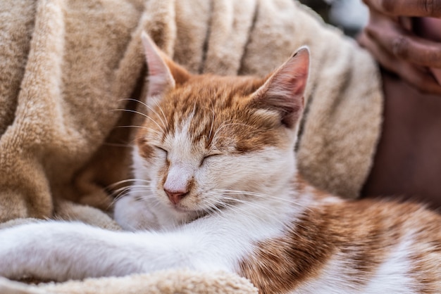 Portrait inländische niedliche Haustierkatze