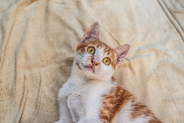 Portrait inländische niedliche Haustierkatze